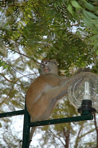 DSC_0655.JPG - Visiteur solitaire du domaine