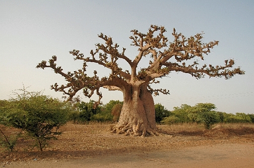 DSC_0693.JPG - Baobab