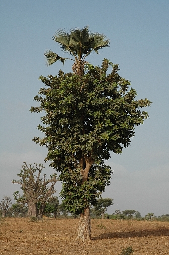 DSC_0795.JPG - Manguier-�trangleur encerclant un palmier