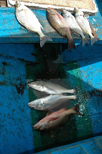 DSC_0834.JPG - R�sultat de deux heures de p�che